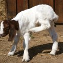 Young Goat with an Itch